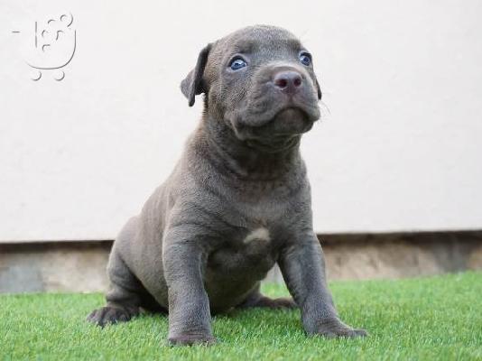 Κουτάβια Bluenose Pitbull